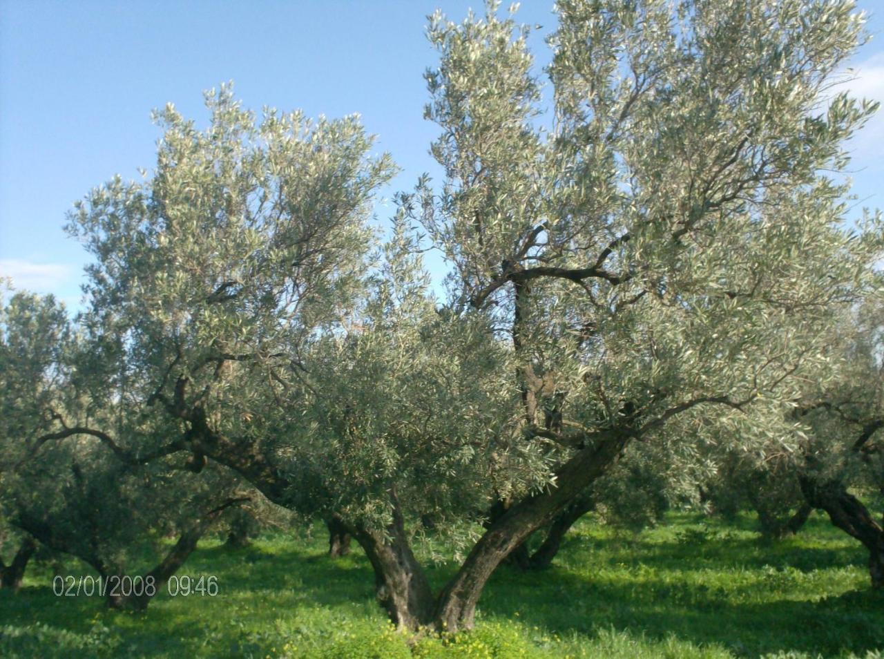 Villa La Cucullera Catanzaro Bagian luar foto
